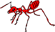 bug picture